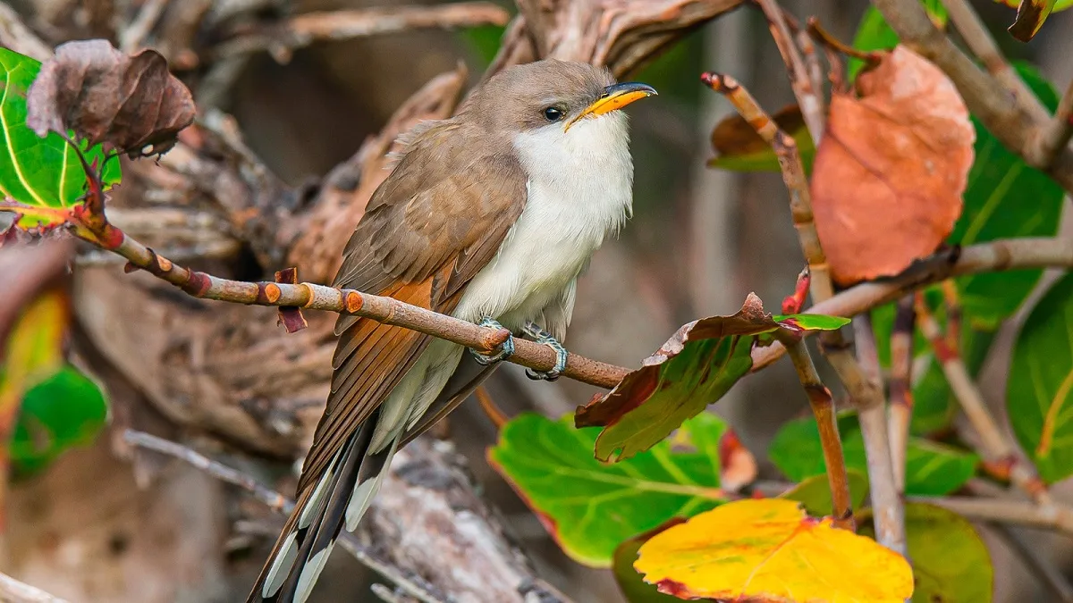 Aves migratorias: ¿cómo ayudarlas en su travesía por el Valle de Aburrá?